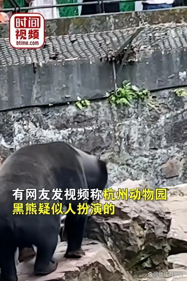 杭州动物园熊吃人_黑熊是人扮的?杭州动物园回应_杭州动物园黑豹