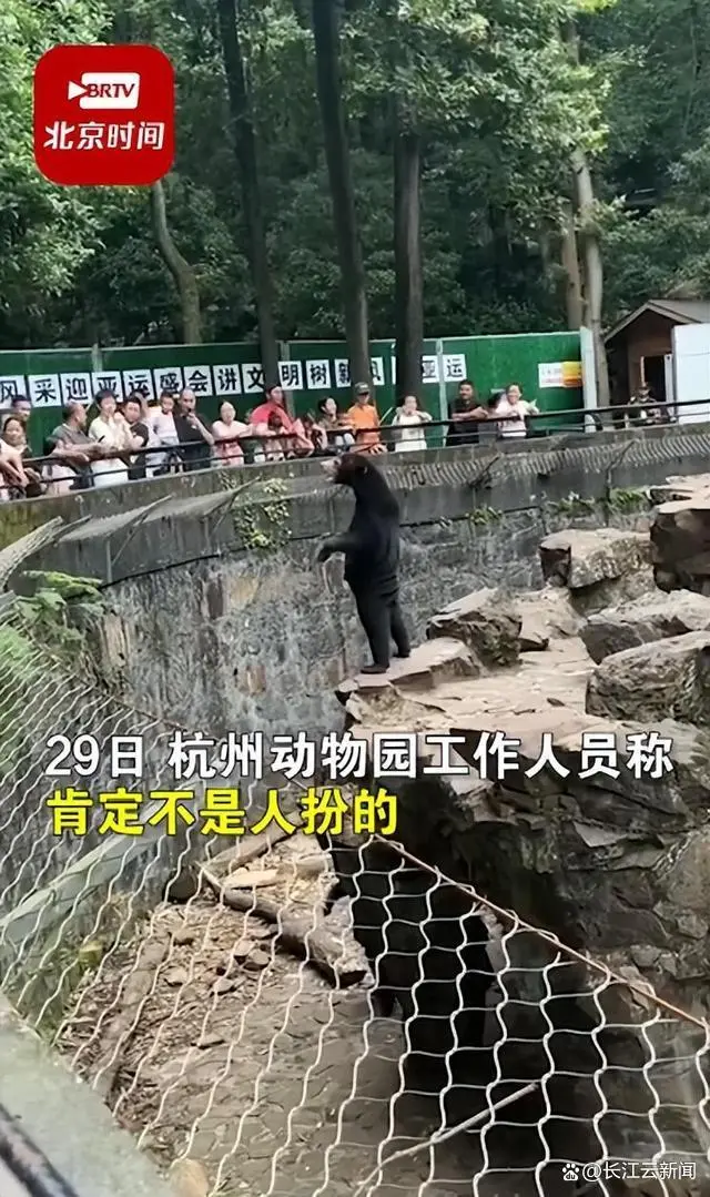 杭州动物园熊吃人_杭州动物园黑豹_黑熊是人扮的?杭州动物园回应