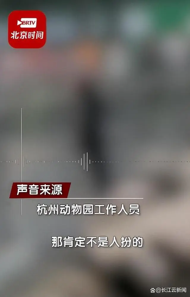 杭州动物园熊吃人_杭州动物园黑豹_黑熊是人扮的?杭州动物园回应