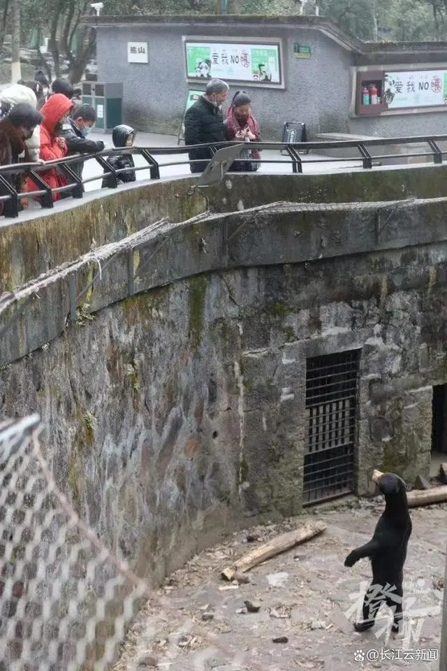 杭州动物园熊吃人_黑熊是人扮的?杭州动物园回应_杭州动物园黑豹