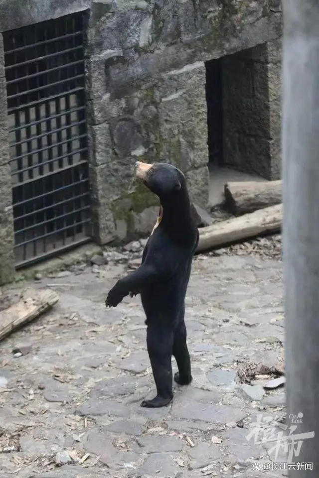 杭州动物园熊吃人_黑熊是人扮的?杭州动物园回应_杭州动物园黑豹